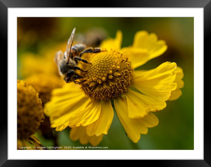 Helenium and Honey Bee 1 Framed Mounted Print by Angela Cottingham