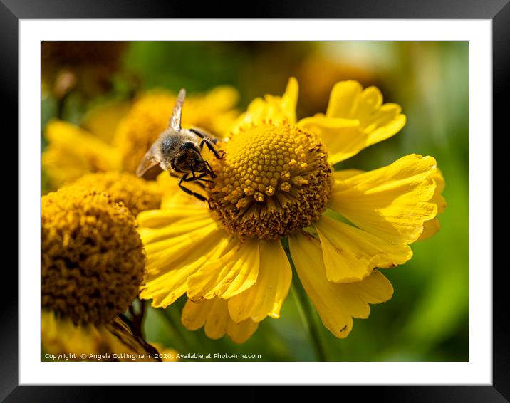 Helenium and Honey Bee 2 Framed Mounted Print by Angela Cottingham