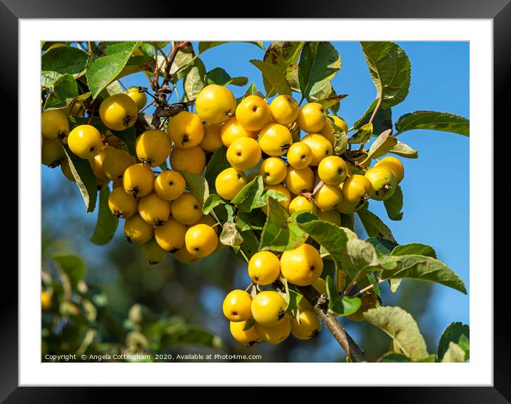 Yellow crab apples  Framed Mounted Print by Angela Cottingham