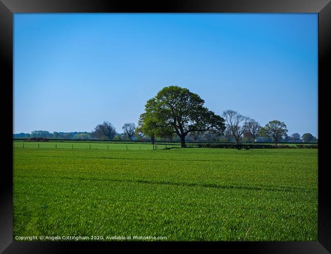 Oak Tree in a Field Framed Print by Angela Cottingham