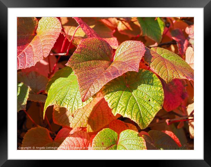 Autumn Vine Leaves Framed Mounted Print by Angela Cottingham