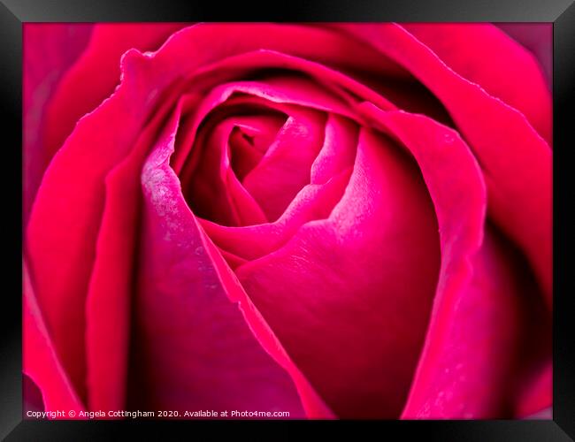 Red Rose Framed Print by Angela Cottingham