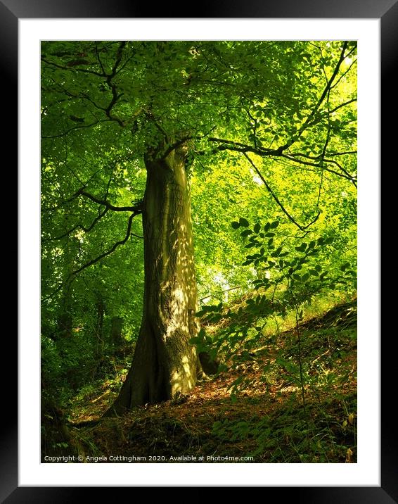 Shady Beech Tree Framed Mounted Print by Angela Cottingham