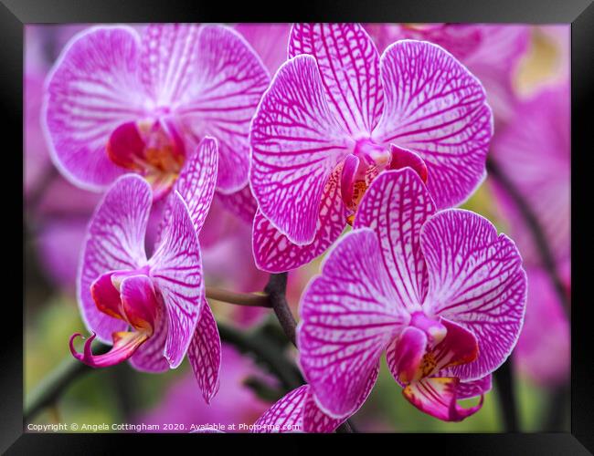 Pink Orchids Framed Print by Angela Cottingham