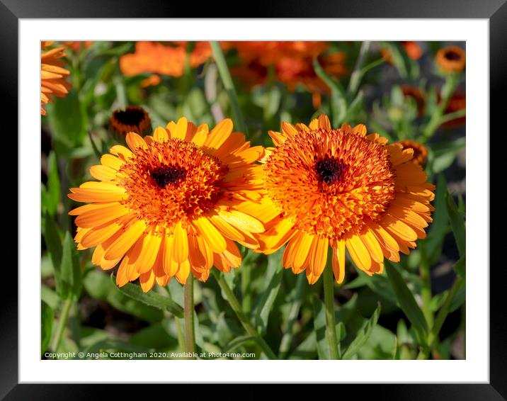 Orange Marigold Framed Mounted Print by Angela Cottingham