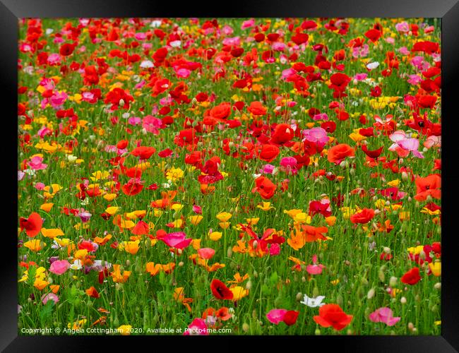 Colourful mixed poppies in a summer garden Framed Print by Angela Cottingham