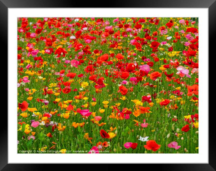 Colourful mixed poppies in a summer garden Framed Mounted Print by Angela Cottingham