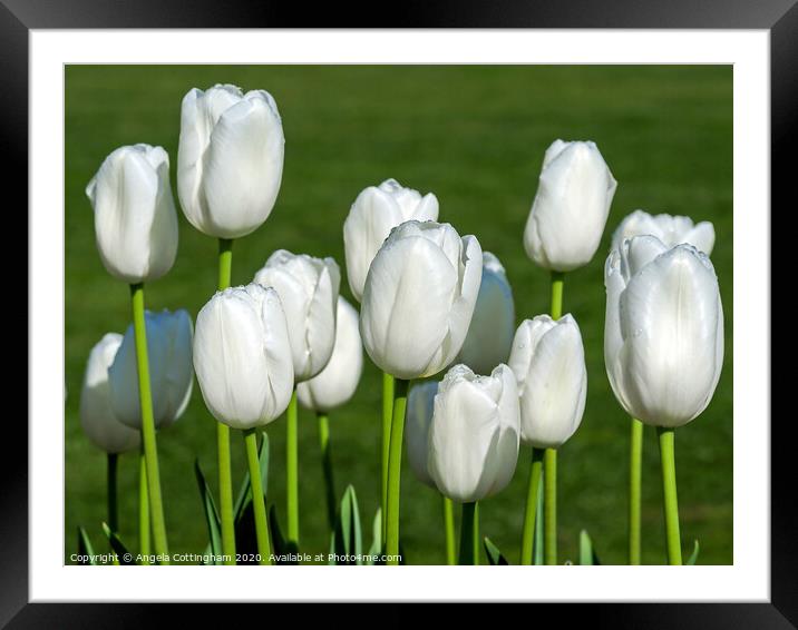 White Tulips Framed Mounted Print by Angela Cottingham