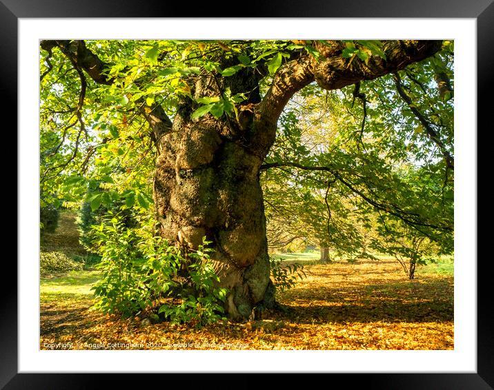 Ancient Sweet Chestnut Tree Framed Mounted Print by Angela Cottingham