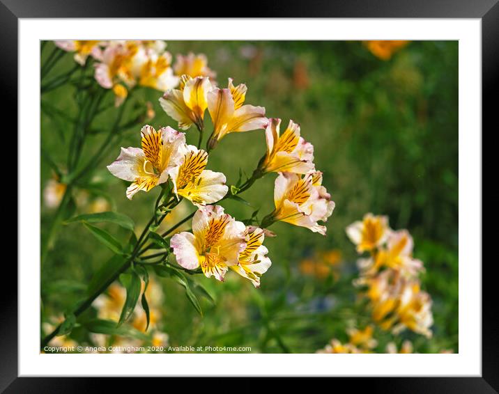 Peruvian Lilies Framed Mounted Print by Angela Cottingham