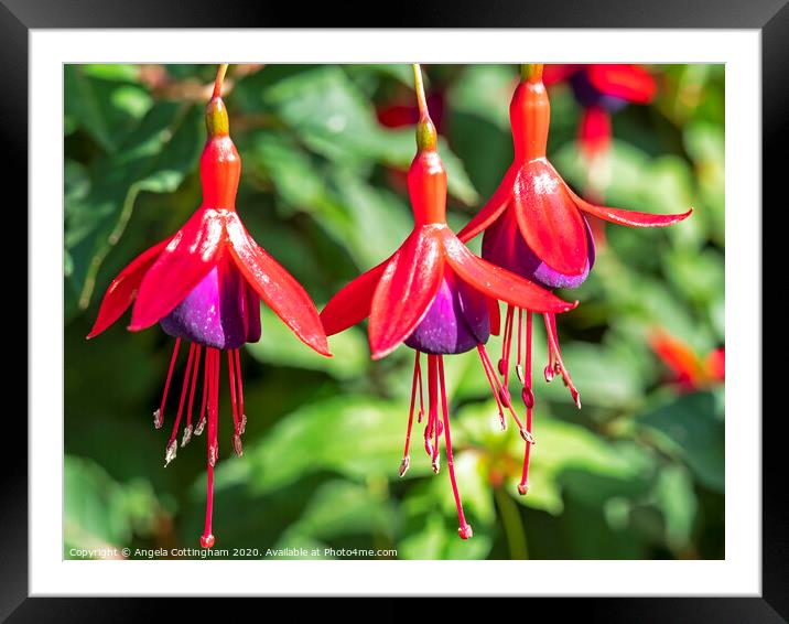 Red and purple Fuchsia flowers, variety 'Mrs Popple' Framed Mounted Print by Angela Cottingham