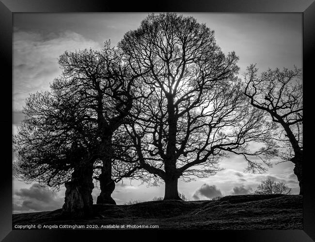 Black and White Trees Framed Print by Angela Cottingham