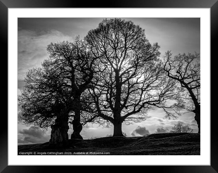 Black and White Trees Framed Mounted Print by Angela Cottingham