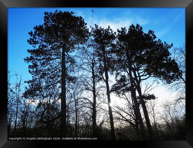 pine trees Framed Print by Angela Cottingham