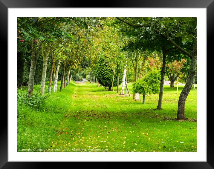 Early Autumn Framed Mounted Print by Angela Cottingham