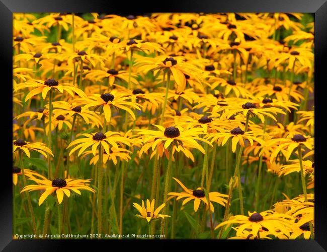 Black-eyed Susans Framed Print by Angela Cottingham