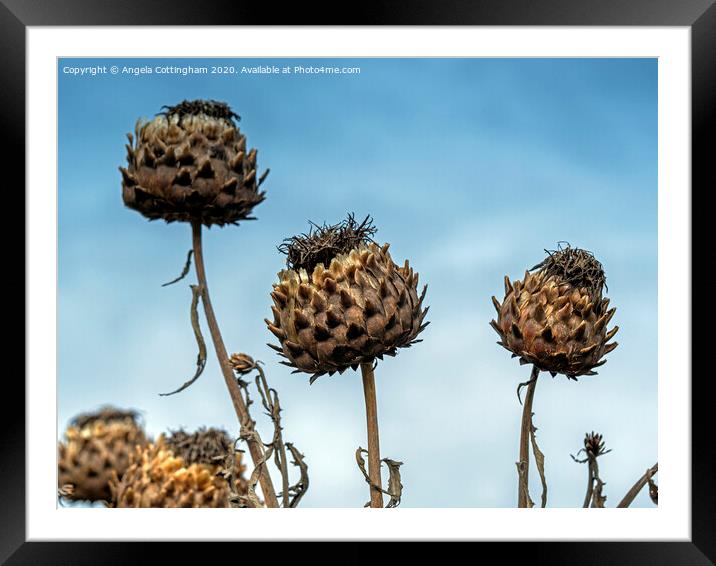 Cardoon Seed Pods Framed Mounted Print by Angela Cottingham