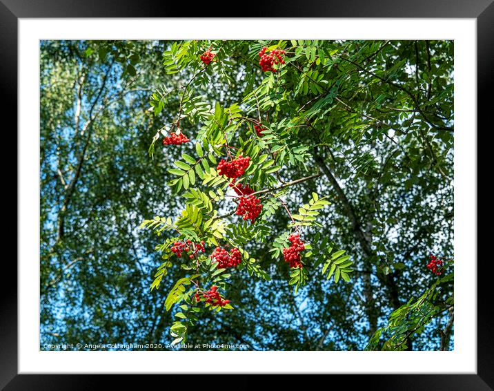 Rowan Berries Framed Mounted Print by Angela Cottingham