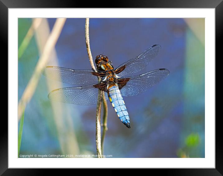 Broad-Bodied Chaser Framed Mounted Print by Angela Cottingham