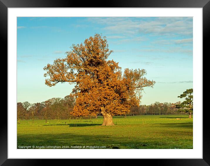 Autumn Oak Framed Mounted Print by Angela Cottingham