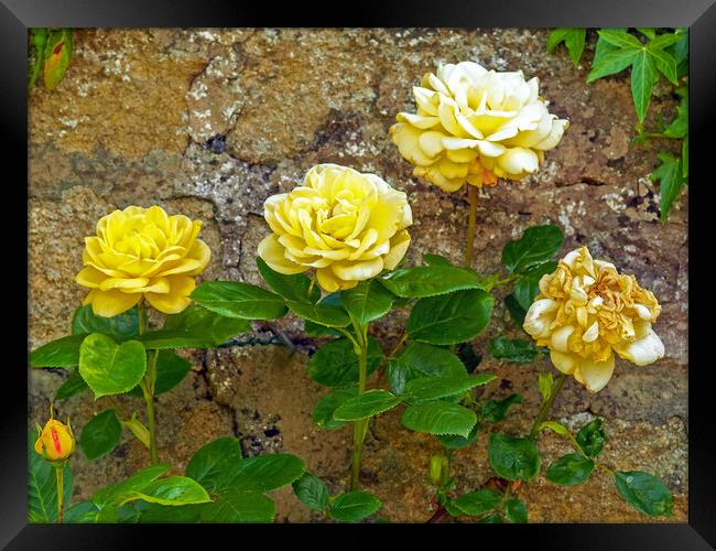 Roses in a Walled Garden Framed Print by Angela Cottingham