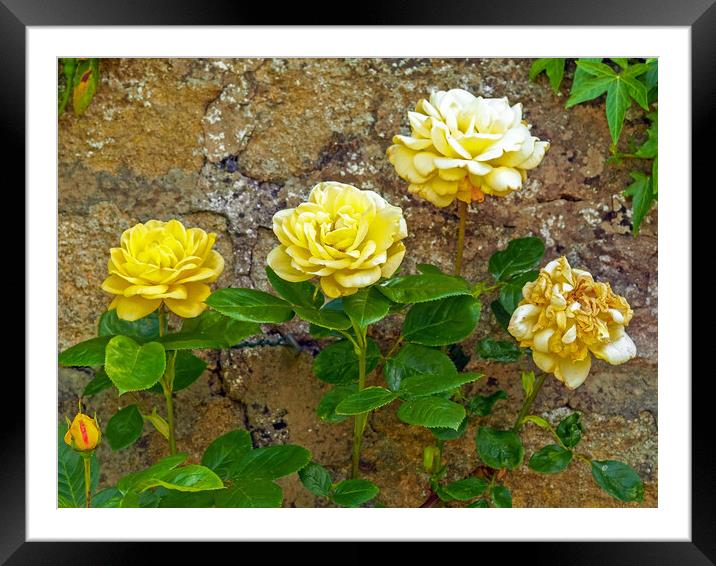 Roses in a Walled Garden Framed Mounted Print by Angela Cottingham