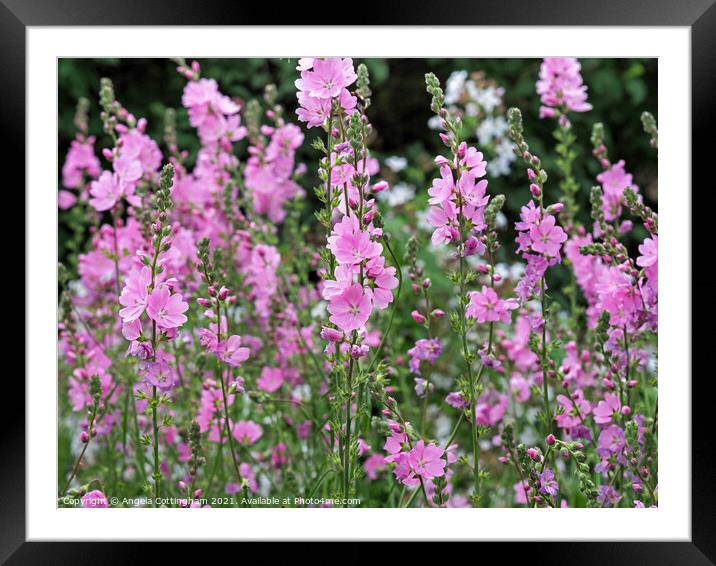 Pink Prairie Mallow Framed Mounted Print by Angela Cottingham