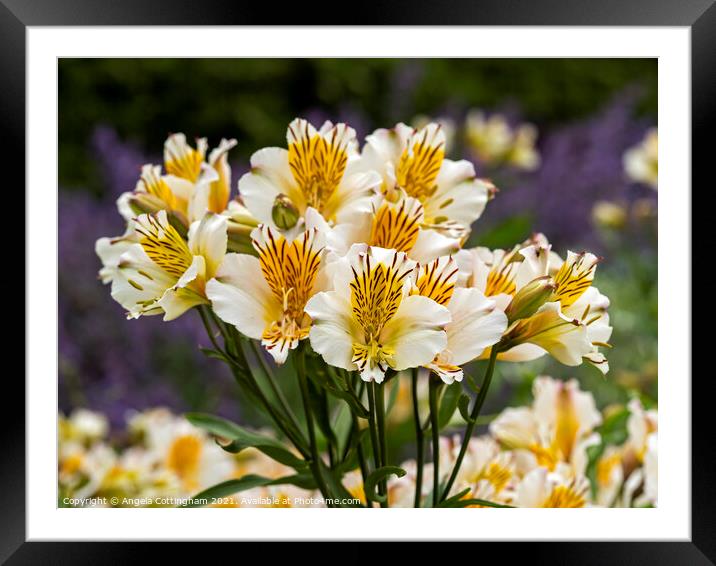 Lovely white and yellow Alstroemeria Peruvian lilies Framed Mounted Print by Angela Cottingham