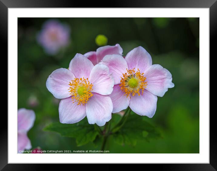 Two Little Anemones Framed Mounted Print by Angela Cottingham