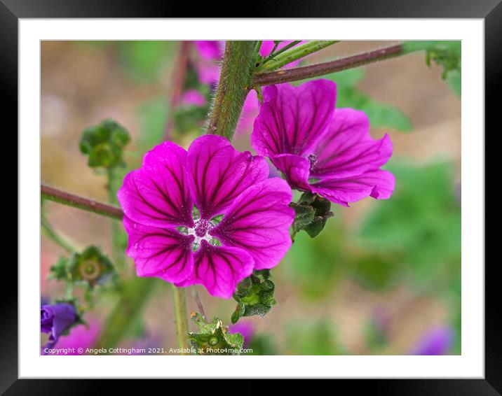 Purple Mallow Framed Mounted Print by Angela Cottingham