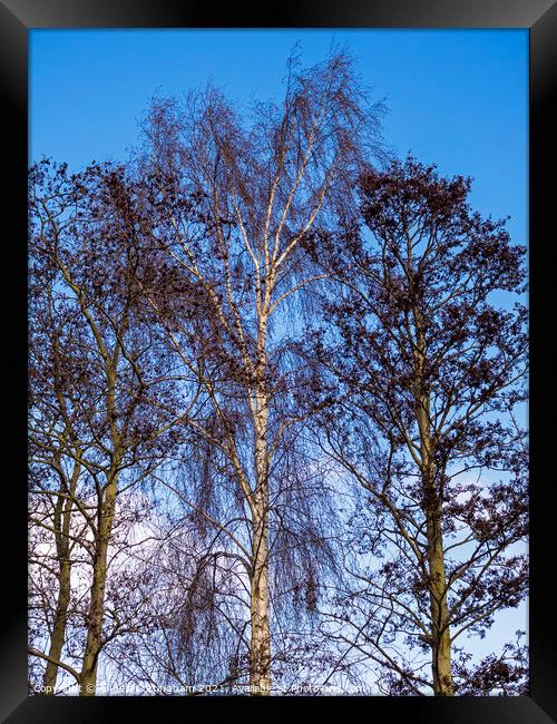 Bare Winter Trees Framed Print by Angela Cottingham