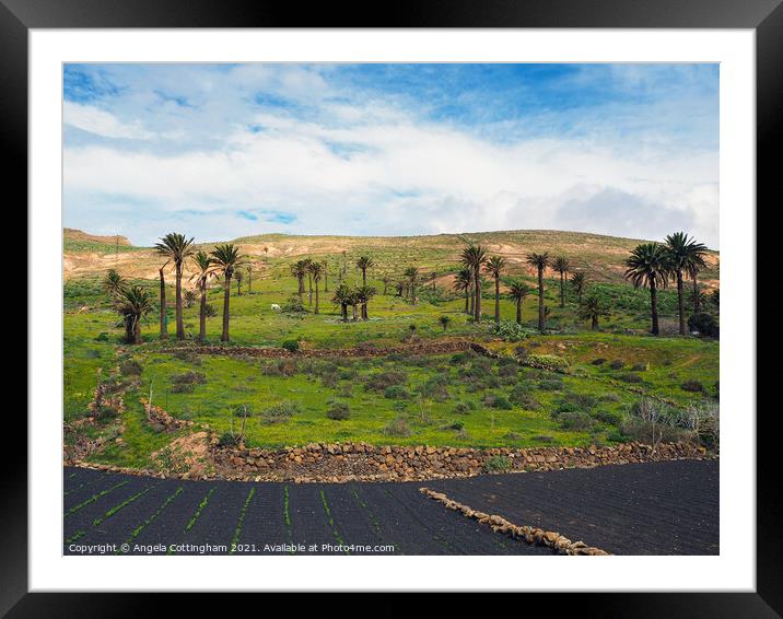 Palm Trees in Haria, Lanzarote Framed Mounted Print by Angela Cottingham