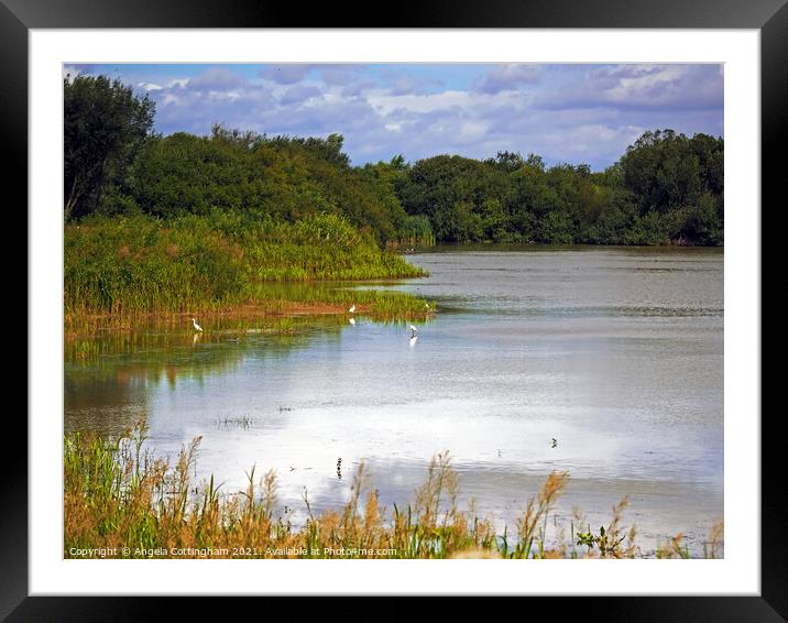 Flooded Wheldrake Ings Framed Mounted Print by Angela Cottingham