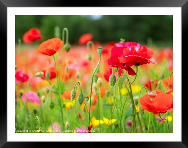 Poppy Garden Framed Mounted Print by Angela Cottingham