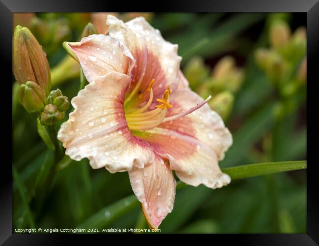 Daylily with Raindrops Framed Print by Angela Cottingham