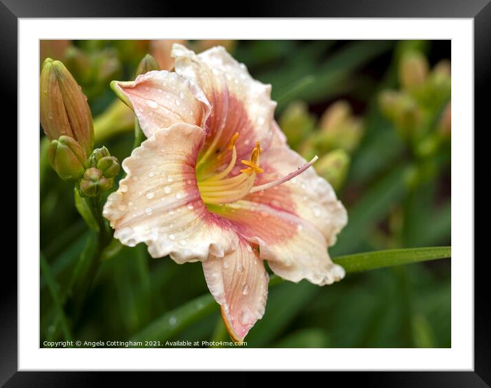 Daylily with Raindrops Framed Mounted Print by Angela Cottingham