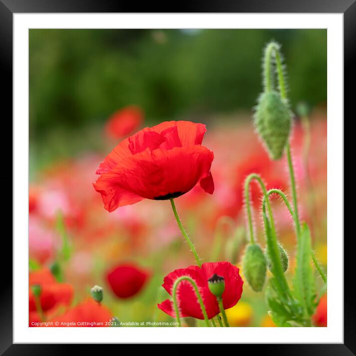 Red Poppy Framed Mounted Print by Angela Cottingham