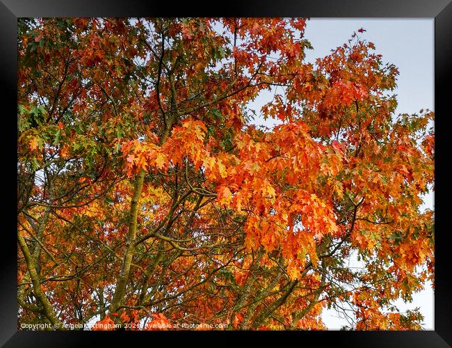 Autumn Oak Leaves Framed Print by Angela Cottingham
