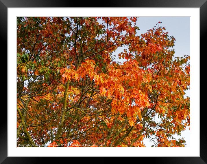 Autumn Oak Leaves Framed Mounted Print by Angela Cottingham