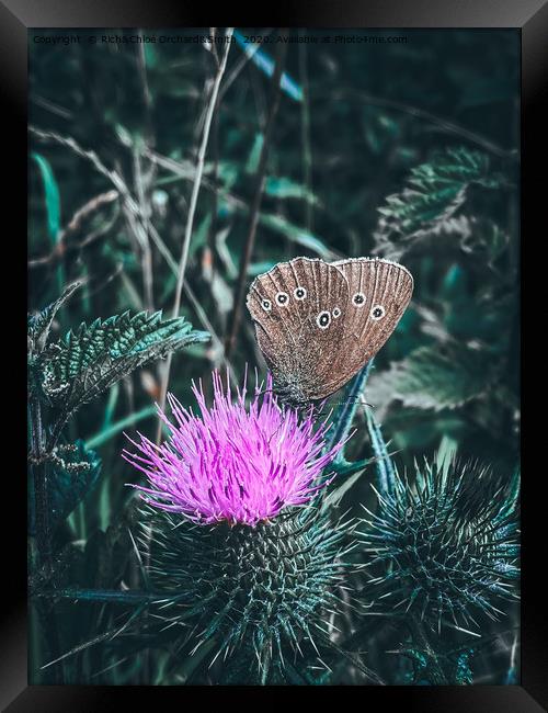Large Heath Butterfly on a purple thistle Framed Print by ROCS Adventures