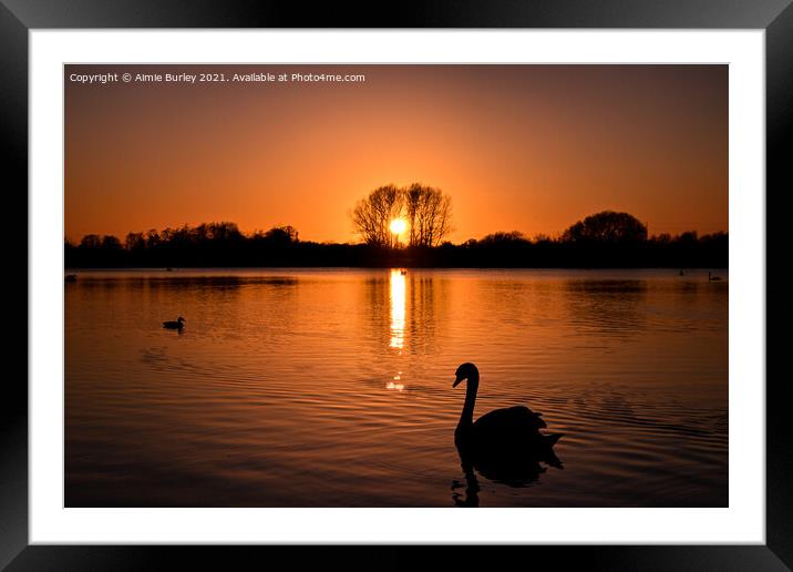 Swan at sunset  Framed Mounted Print by Aimie Burley