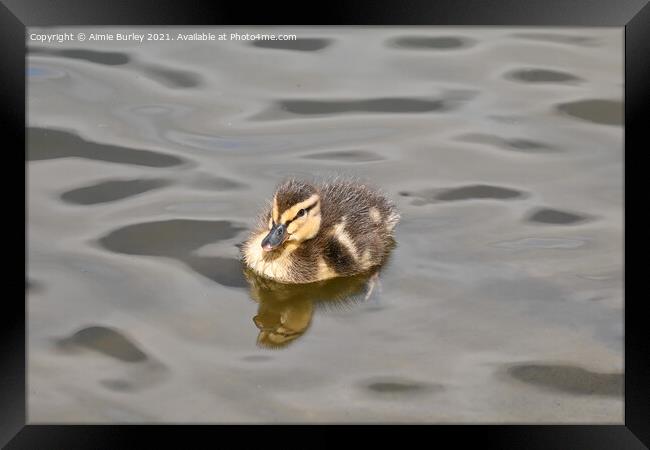 Duckling swimming  Framed Print by Aimie Burley