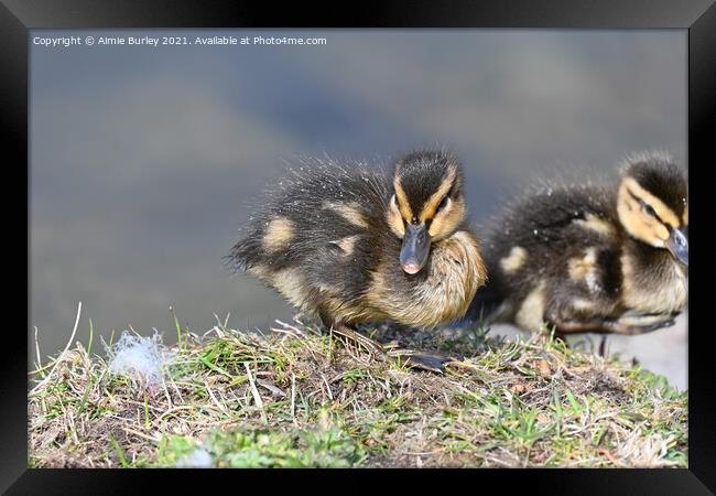 Duckling Framed Print by Aimie Burley