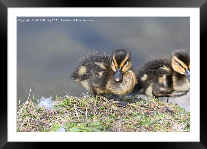 Duckling Framed Mounted Print by Aimie Burley