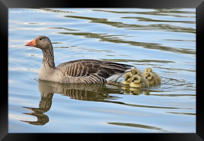 Graylag and goslings Framed Print by Aimie Burley