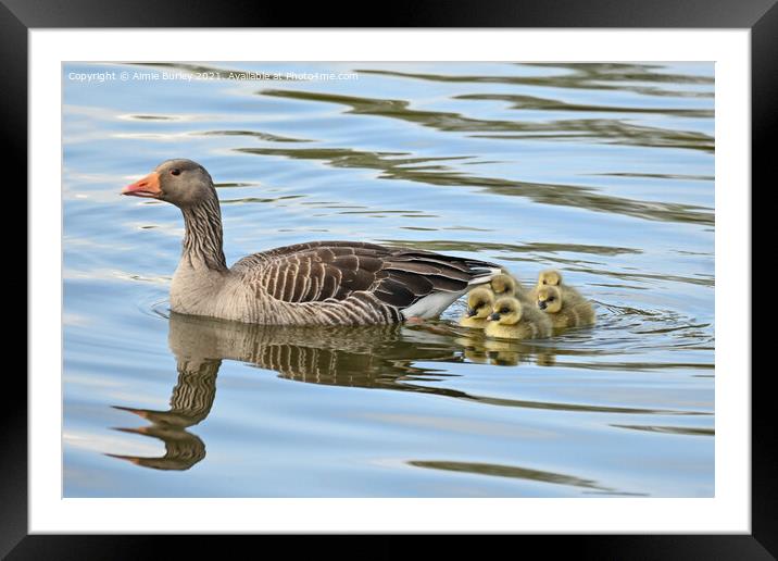 Graylag and goslings Framed Mounted Print by Aimie Burley