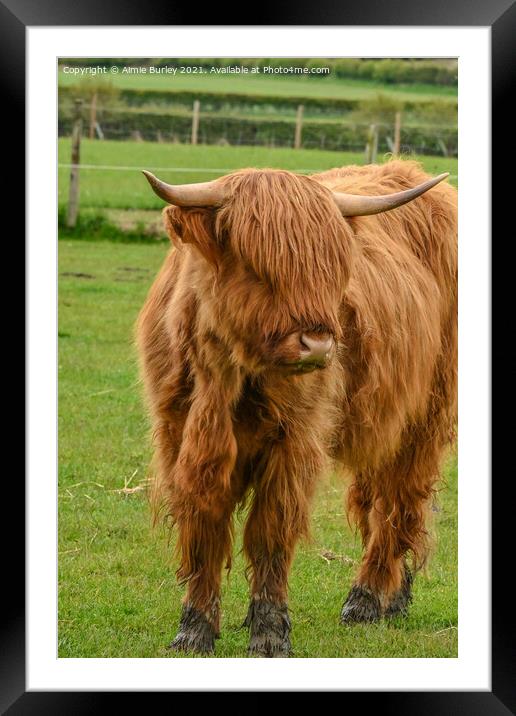 Regal Highland Cow Framed Mounted Print by Aimie Burley