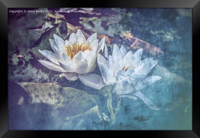Delicate Beauty Framed Print by Aimie Burley