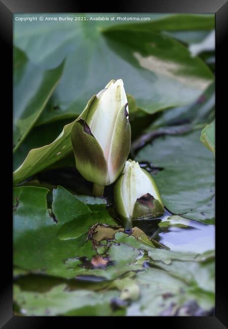 Water lily buds Framed Print by Aimie Burley