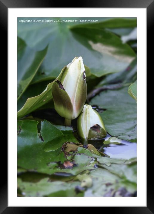 Water lily buds Framed Mounted Print by Aimie Burley